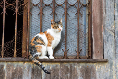 Cat sitting by the window