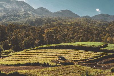 Scenic view of agricultural field against mountains