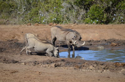 Warthogs drinking water from puddle at addo elephant national park