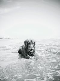 Portrait of dog on sea against sky