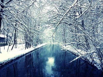 Bare trees on snow covered landscape