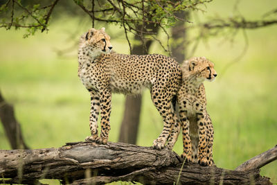 Two cheetah cubs stand on dead log