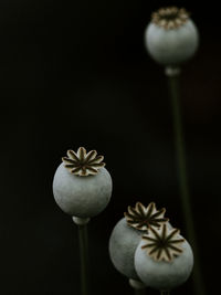 Close-up of white rose against black background