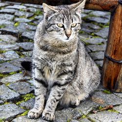 Portrait of cat sitting on wall