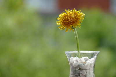 Close-up of white flowering plant