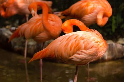 Close-up of birds in water