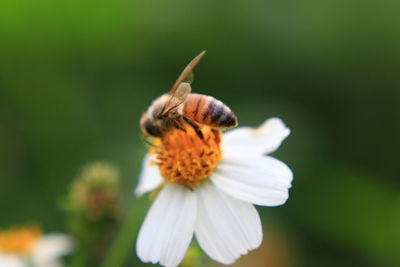 Close-up of bee pollinating on flower