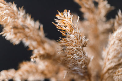 Close-up of plant against blurred background