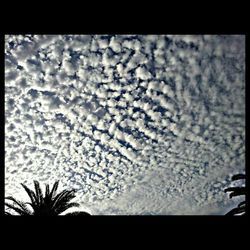 Trees against cloudy sky