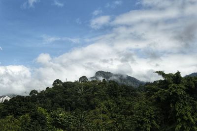 Low angle view of trees and mountains against sky