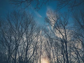 Low angle view of bare trees against sky
