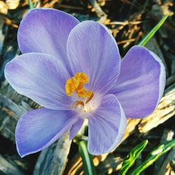 Close-up of purple flower