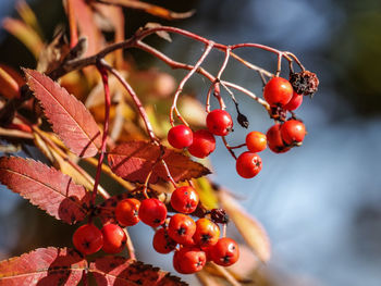 Close-up of red berries growing on tree