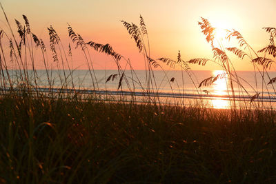 Silhouette of grass on beach at sunset