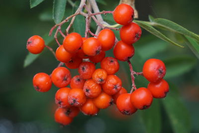 Close-up of red cherries growing on plant