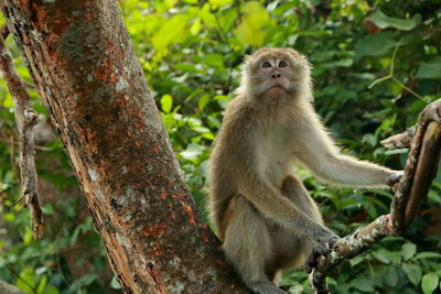 Low angle view of monkey sitting on tree