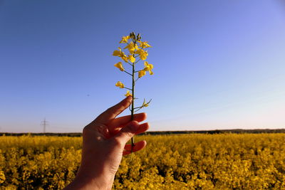 Cropped hand holding oilseed rape plant against sky on field