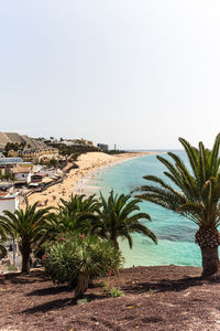 Palm trees on beach against clear sky