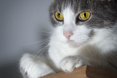 Close-up portrait of cat