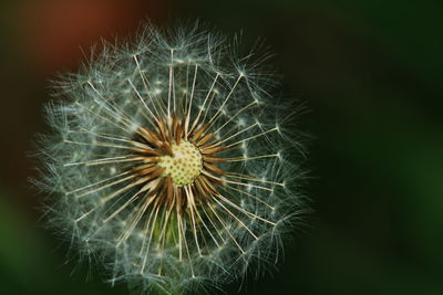 Close-up of dandelion on plant