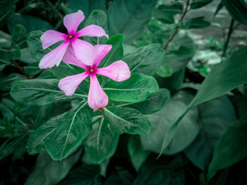 Close-up of pink flowering plant