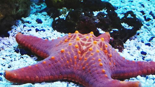 Close-up of turtle in sea