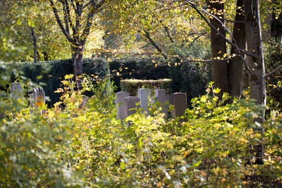 Plants growing in cemetery