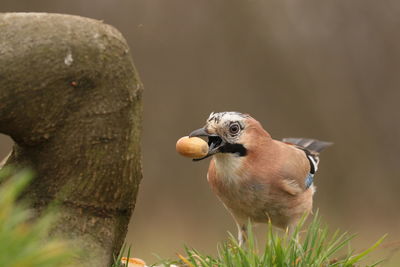 Close-up of bird perching on branch