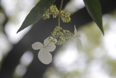 Close-up of white flowering plant