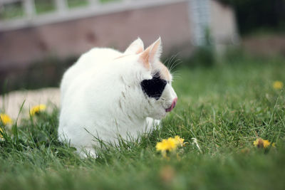 Close-up of cat on grass