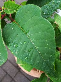 Close-up of wet leaves