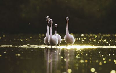 View of birds standing in lake during sunset