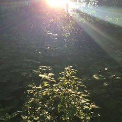 Sun shining through trees