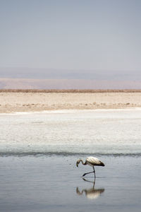 Flamingo perching at seashore