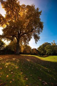 Trees on landscape during autumn