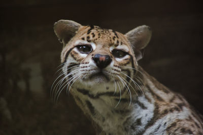 Close-up portrait of a cat