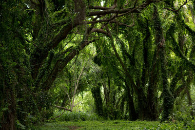 Trees in forest