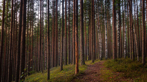 Pine trees in forest