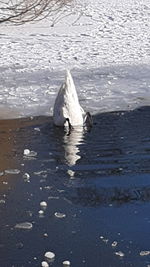 View of duck swimming in sea