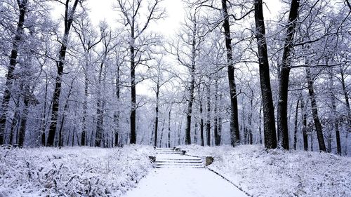 Bare trees on snow covered landscape