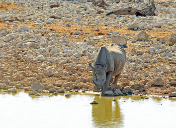 Side view of black rhinoceros drinking water