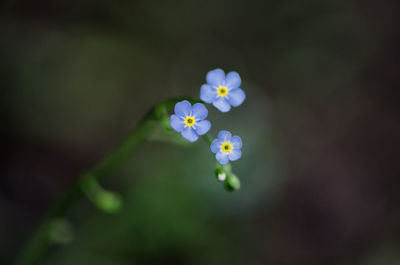 Close-up of white flowers blooming outdoors