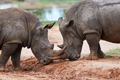 Two white rhinos playing with each other