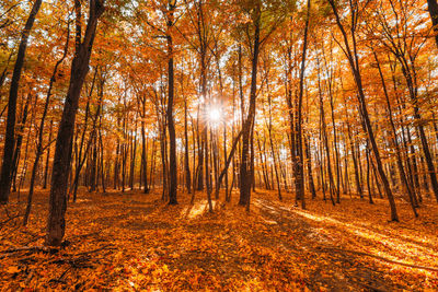 Trees in forest during autumn