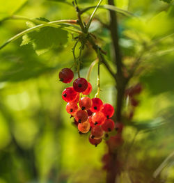 Close-up of red berries growing on tree