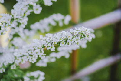 Close-up of white flowering plant