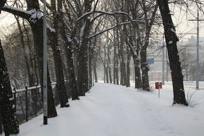 Trees on snow covered landscape