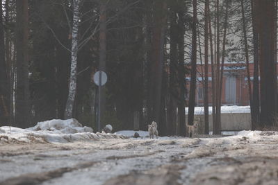 View of an animal on snow covered land