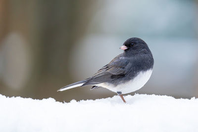 Close-up of bird perching on snow covered landscape