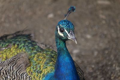 Close-up of a peacock